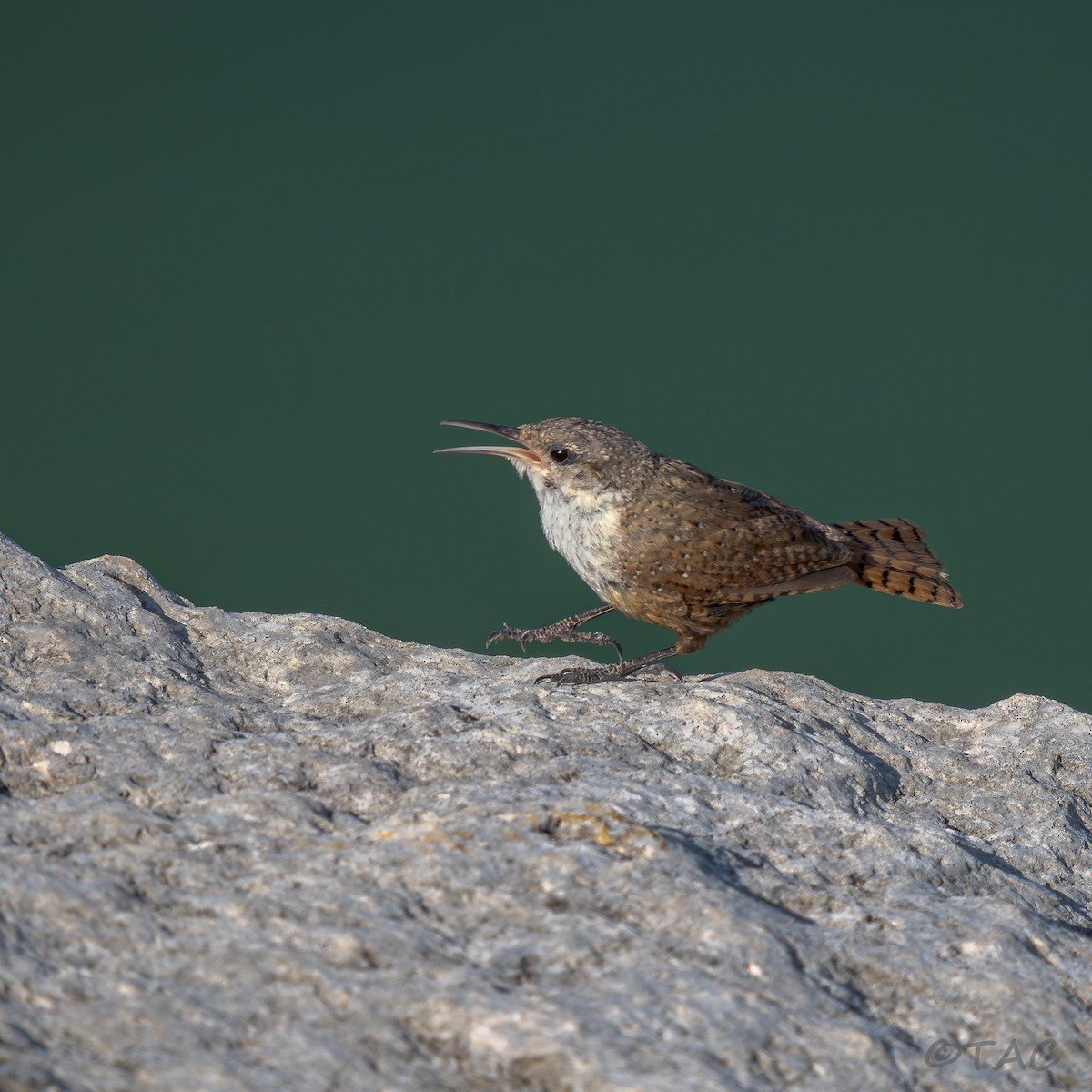Canyon Wren - ML637503577