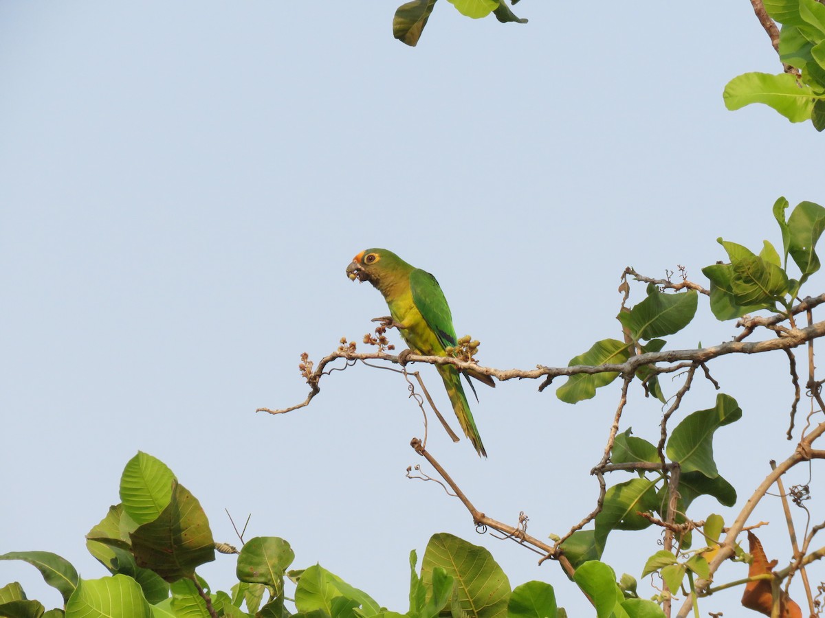 Peach-fronted Parakeet - ML637503578
