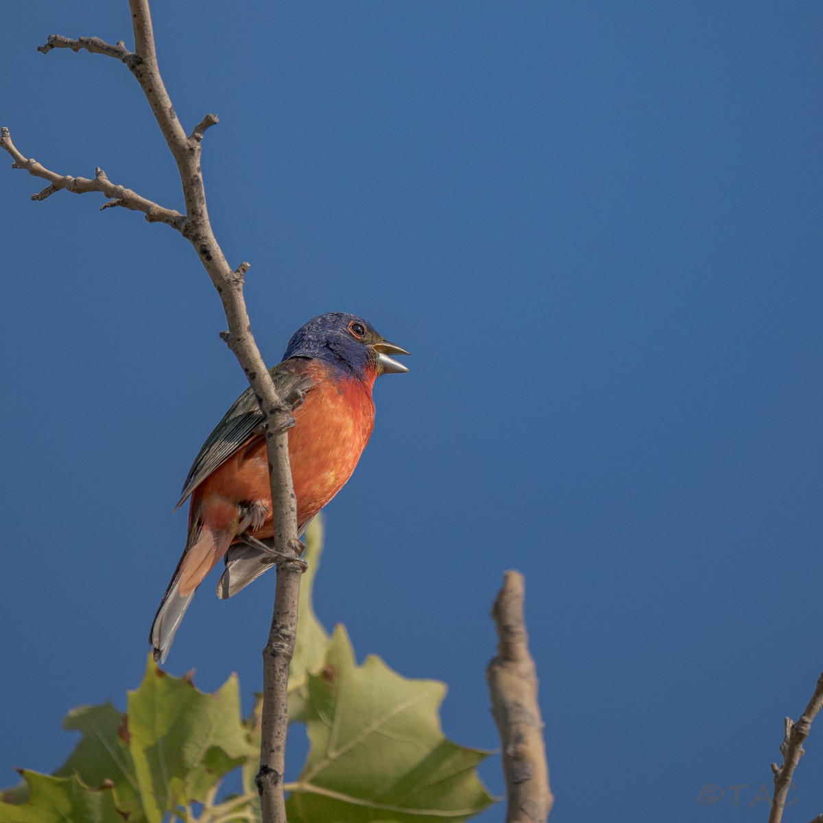 Painted Bunting - ML637503582