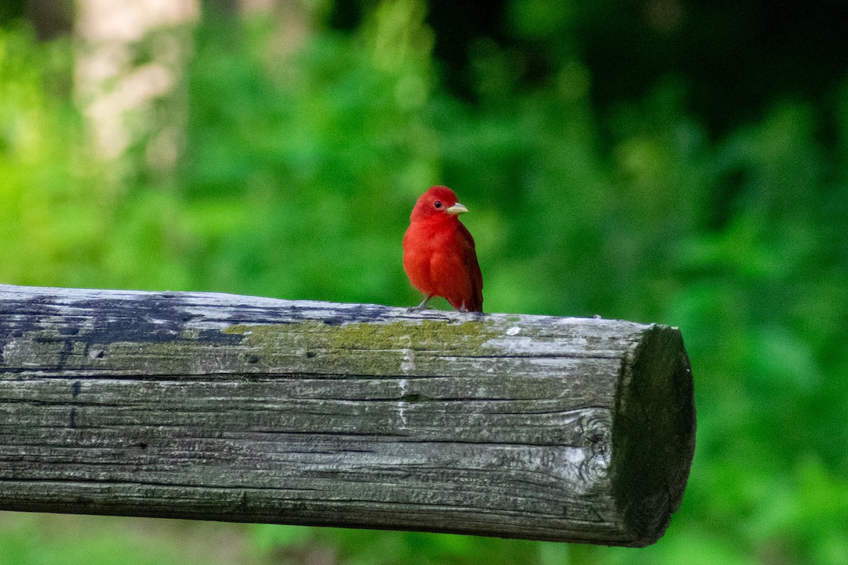 Summer Tanager - ML637503601
