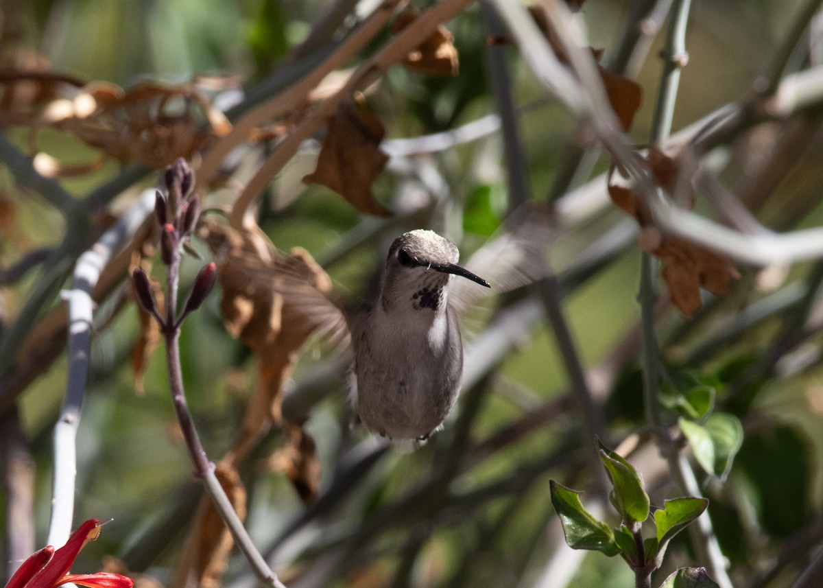 Costa's Hummingbird - ML637503606