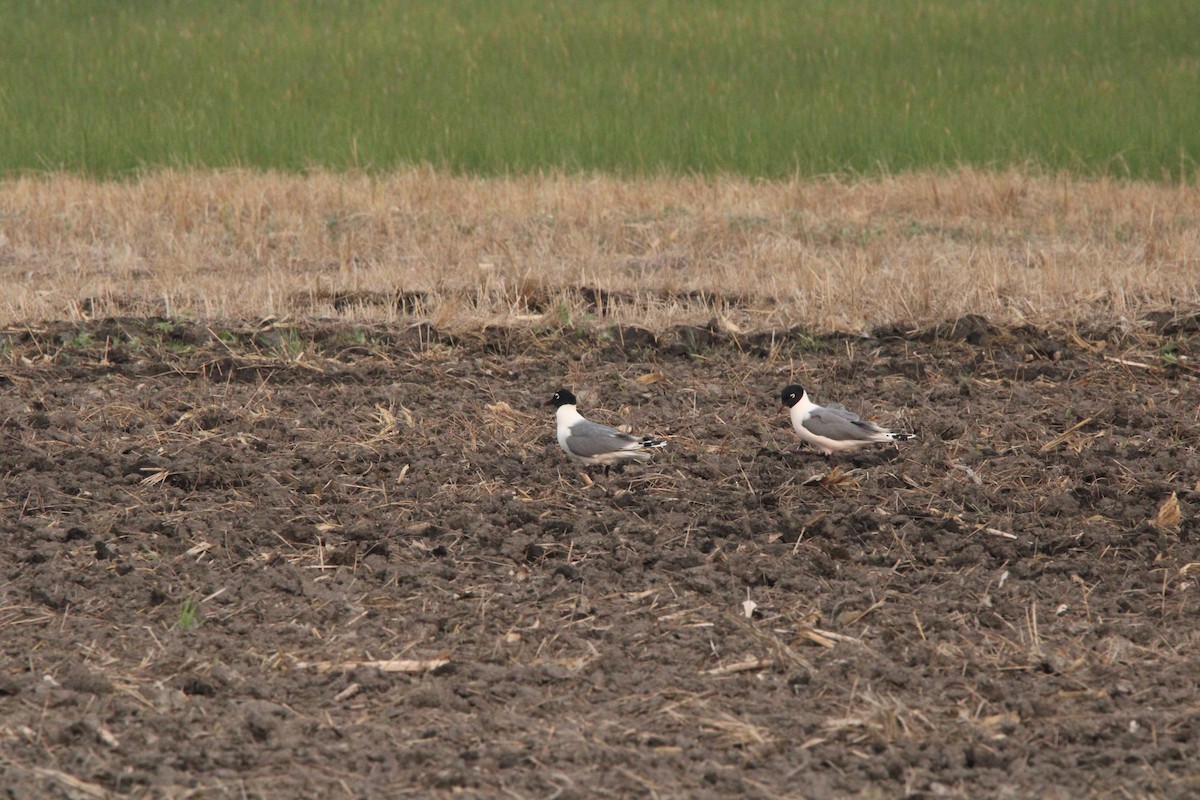 Franklin's Gull - ML637503627