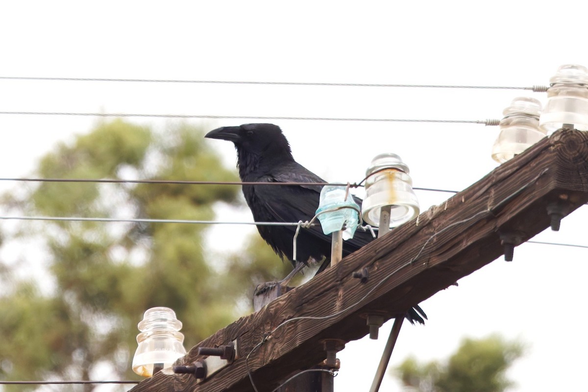 Chihuahuan Raven - ML637503652
