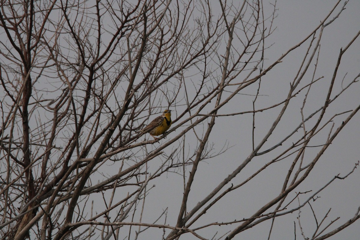 Western Meadowlark - ML637503653