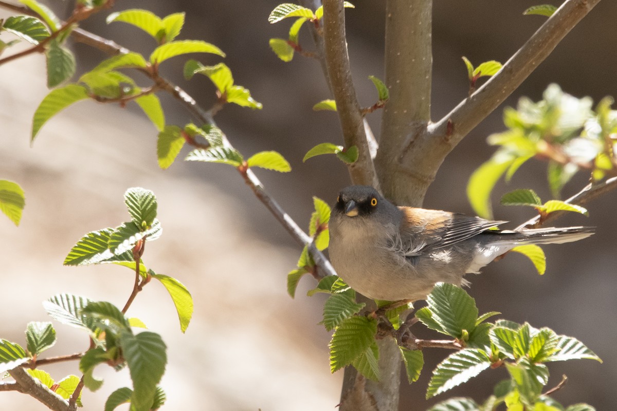 Yellow-eyed Junco - ML637503656