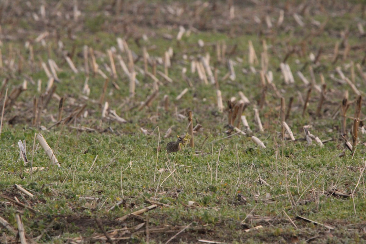 Upland Sandpiper - ML637503661