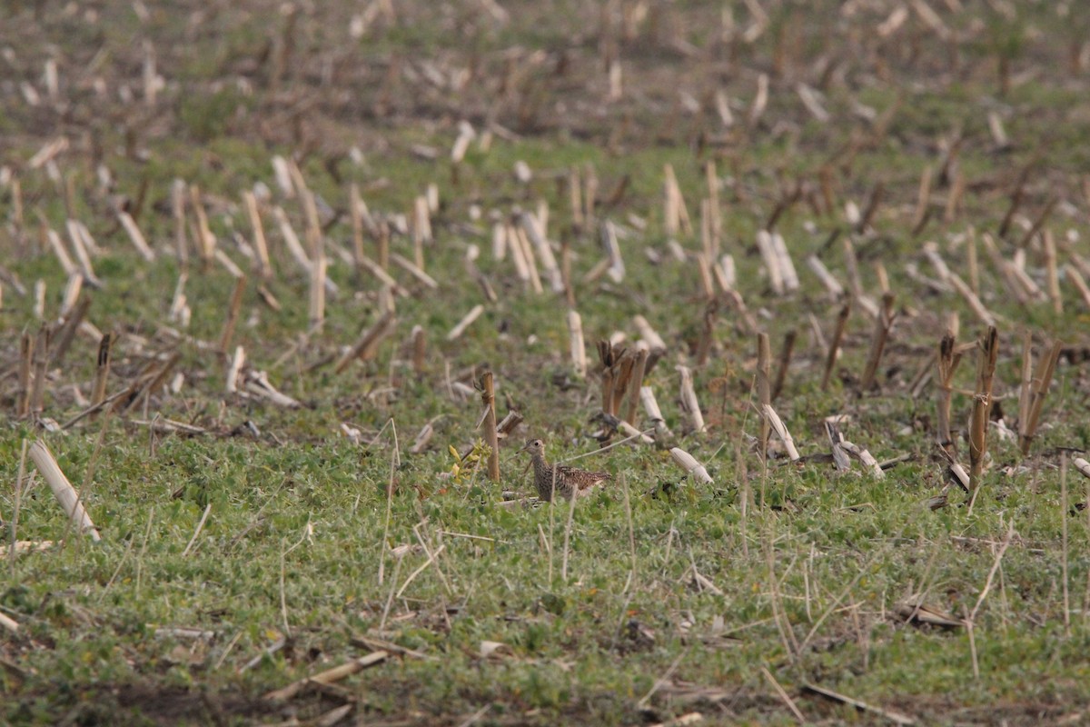 Upland Sandpiper - ML637503662