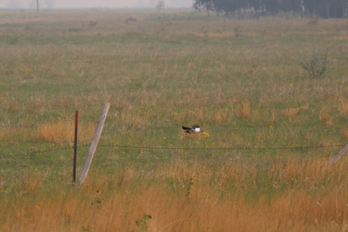 Red-headed Woodpecker - ML637503669