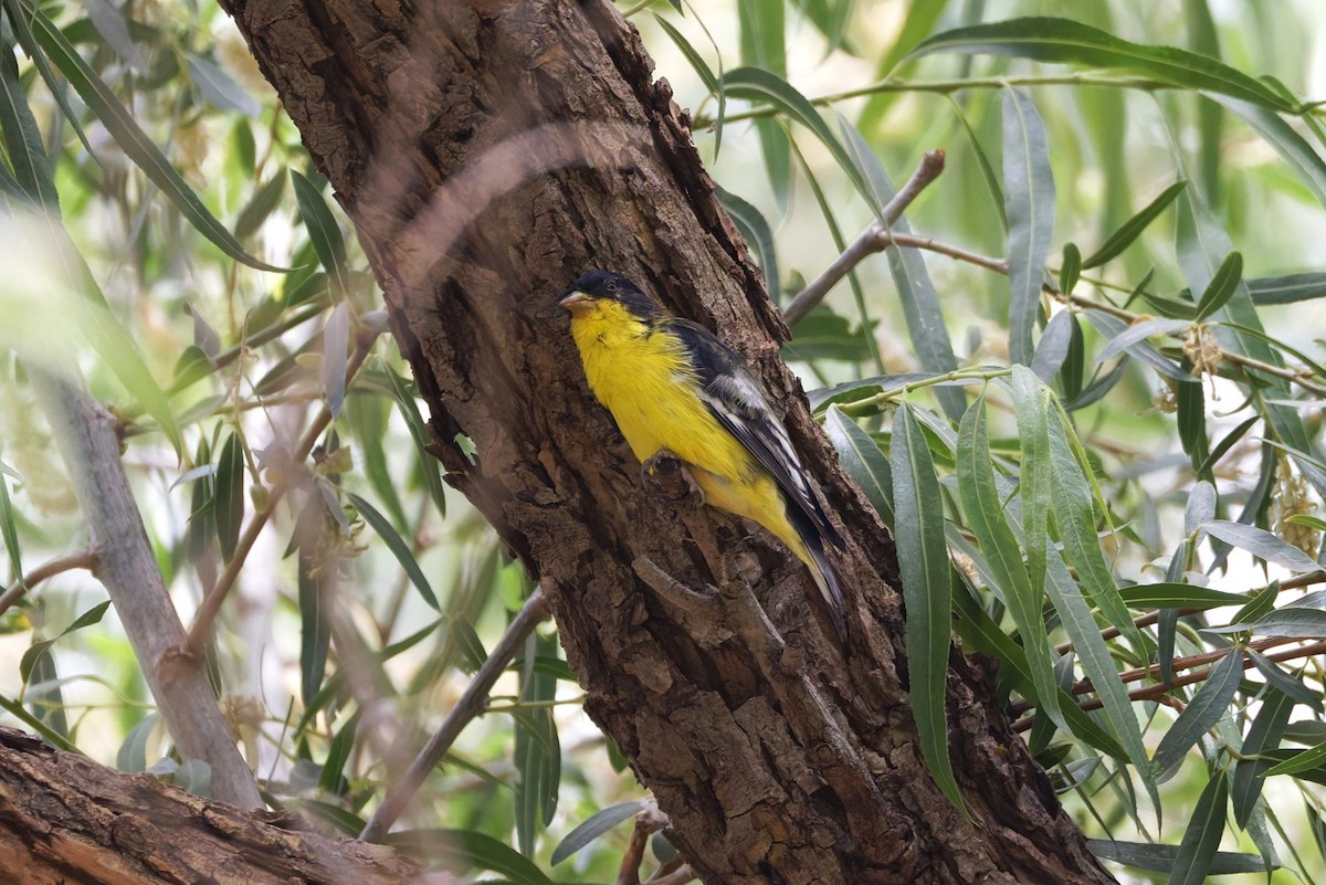 Lesser Goldfinch - ML637503676