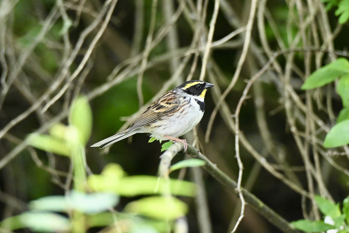 Yellow-throated Bunting - ML637503719