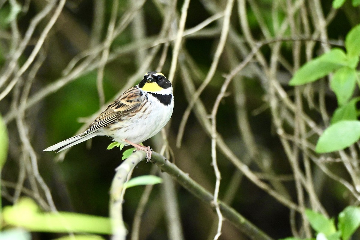 Yellow-throated Bunting - ML637503722