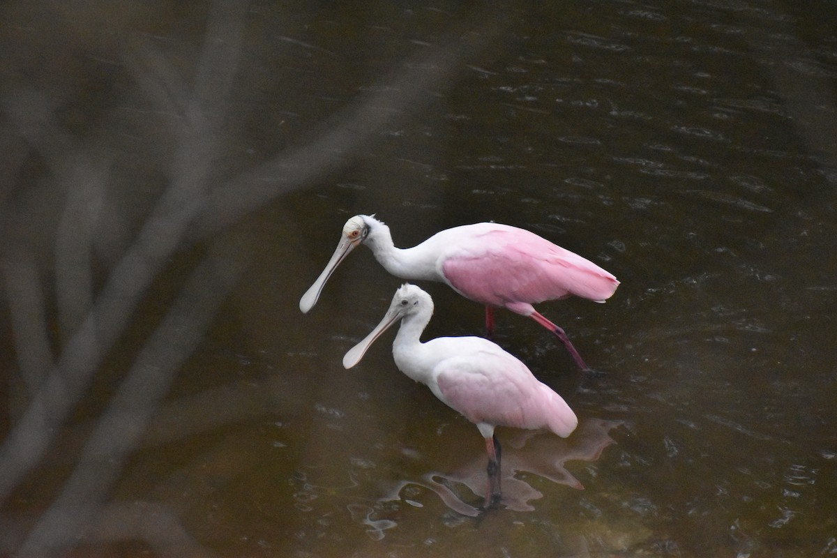 Roseate Spoonbill - ML637503801