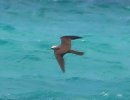 Brown Noddy - ML637503820