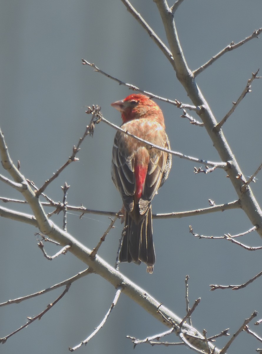 House Finch - ML637503877
