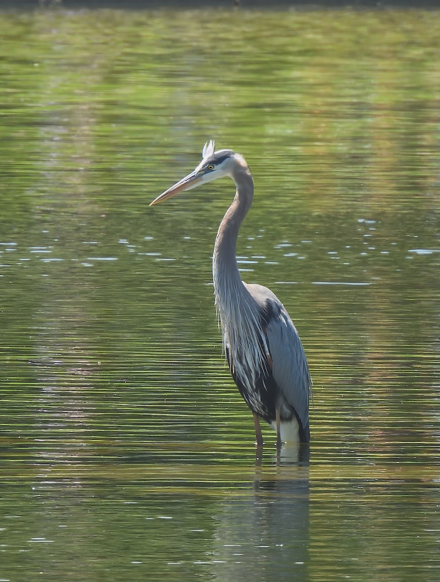 Great Blue Heron - ML637503881