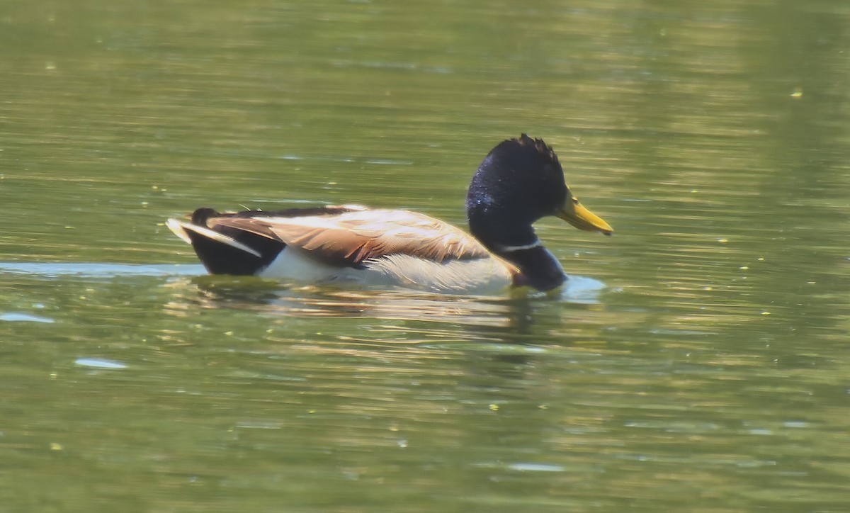 Mallard - ML637503888