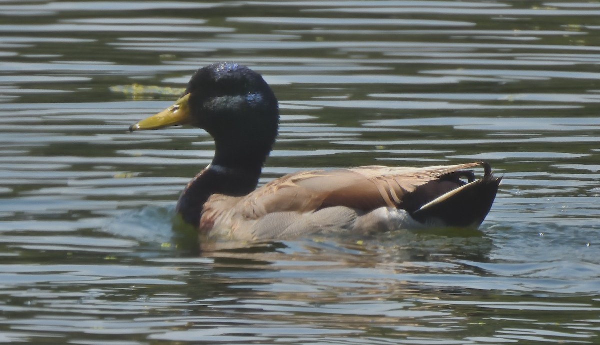 Mallard - ML637503889