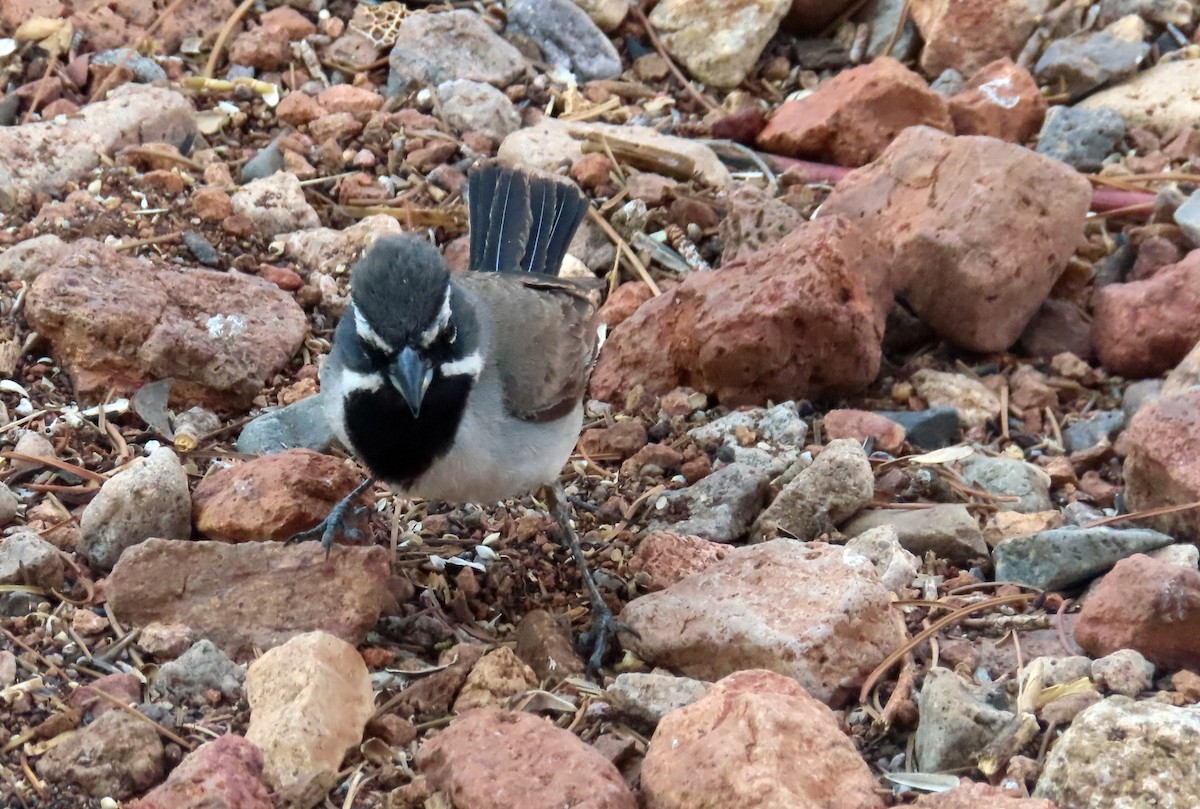 Black-throated Sparrow - ML637503898