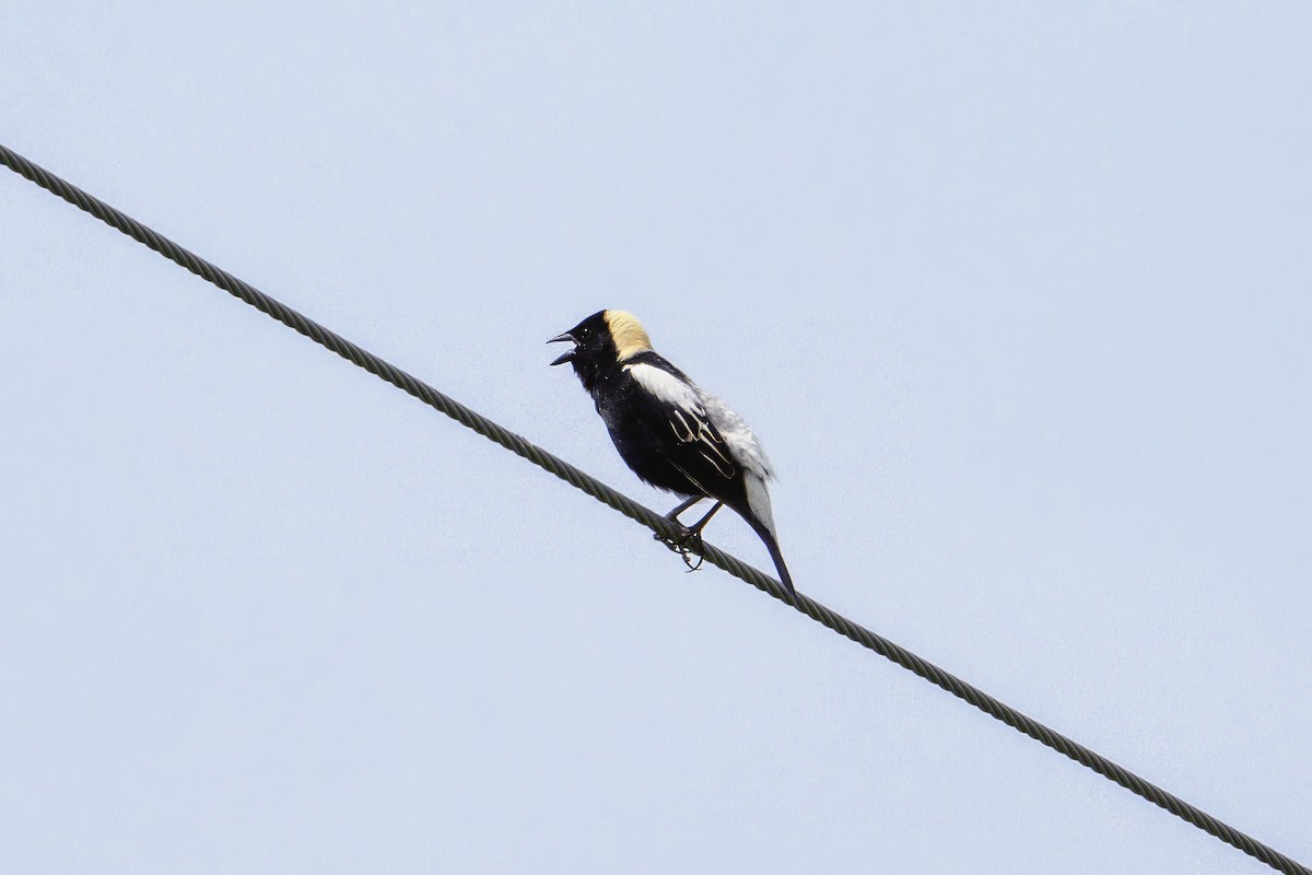 bobolink americký - ML637503904