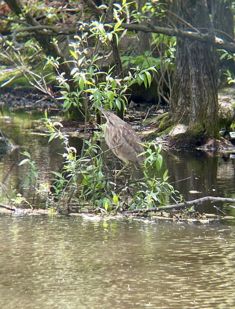 American Bittern - ML637503910