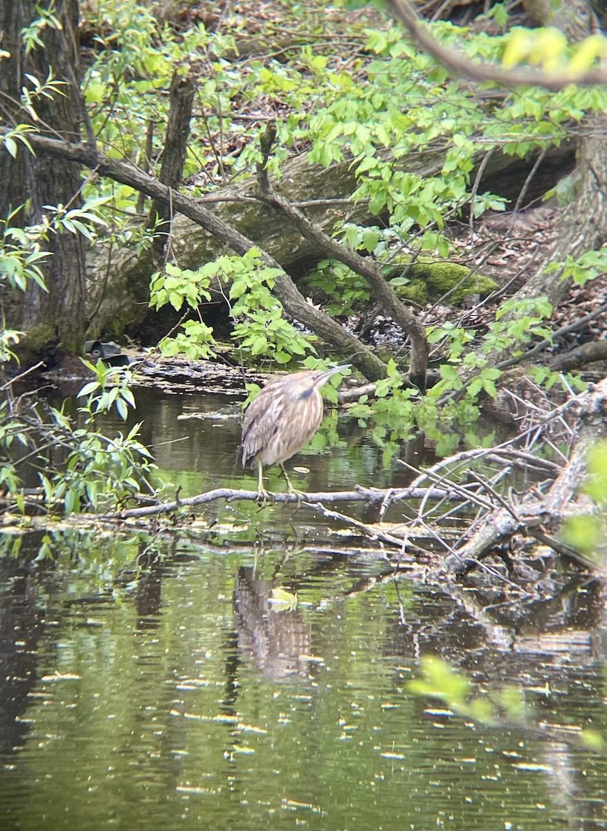 American Bittern - ML637503911