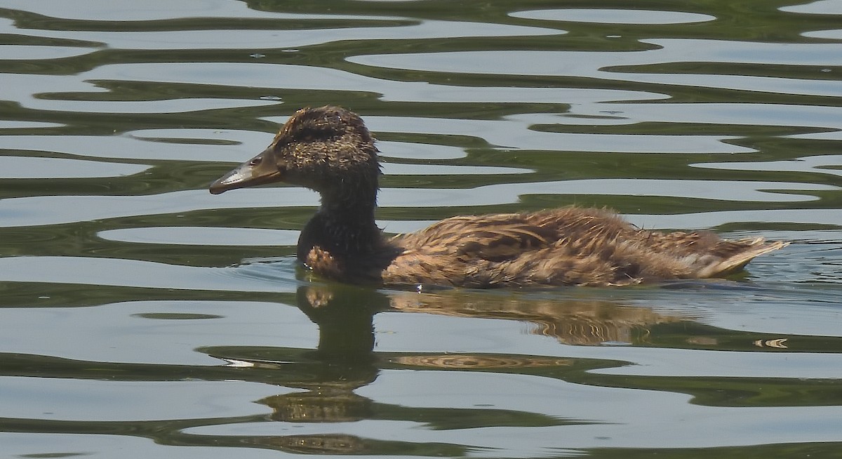 Mallard - ML637503913