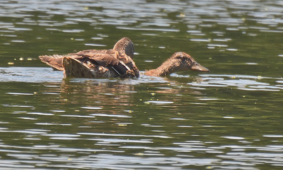 Mallard - ML637503914
