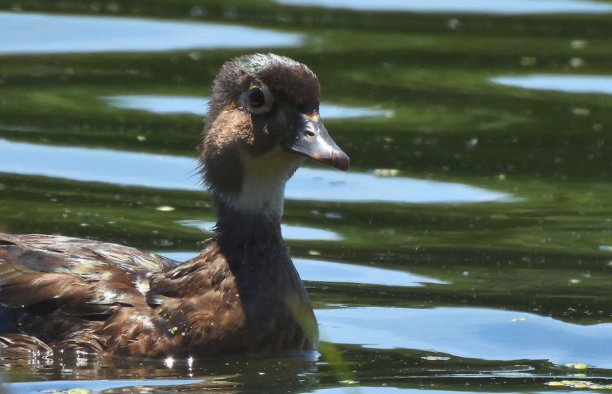 Wood Duck - ML637503917