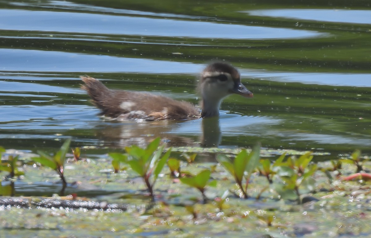 Wood Duck - ML637503919