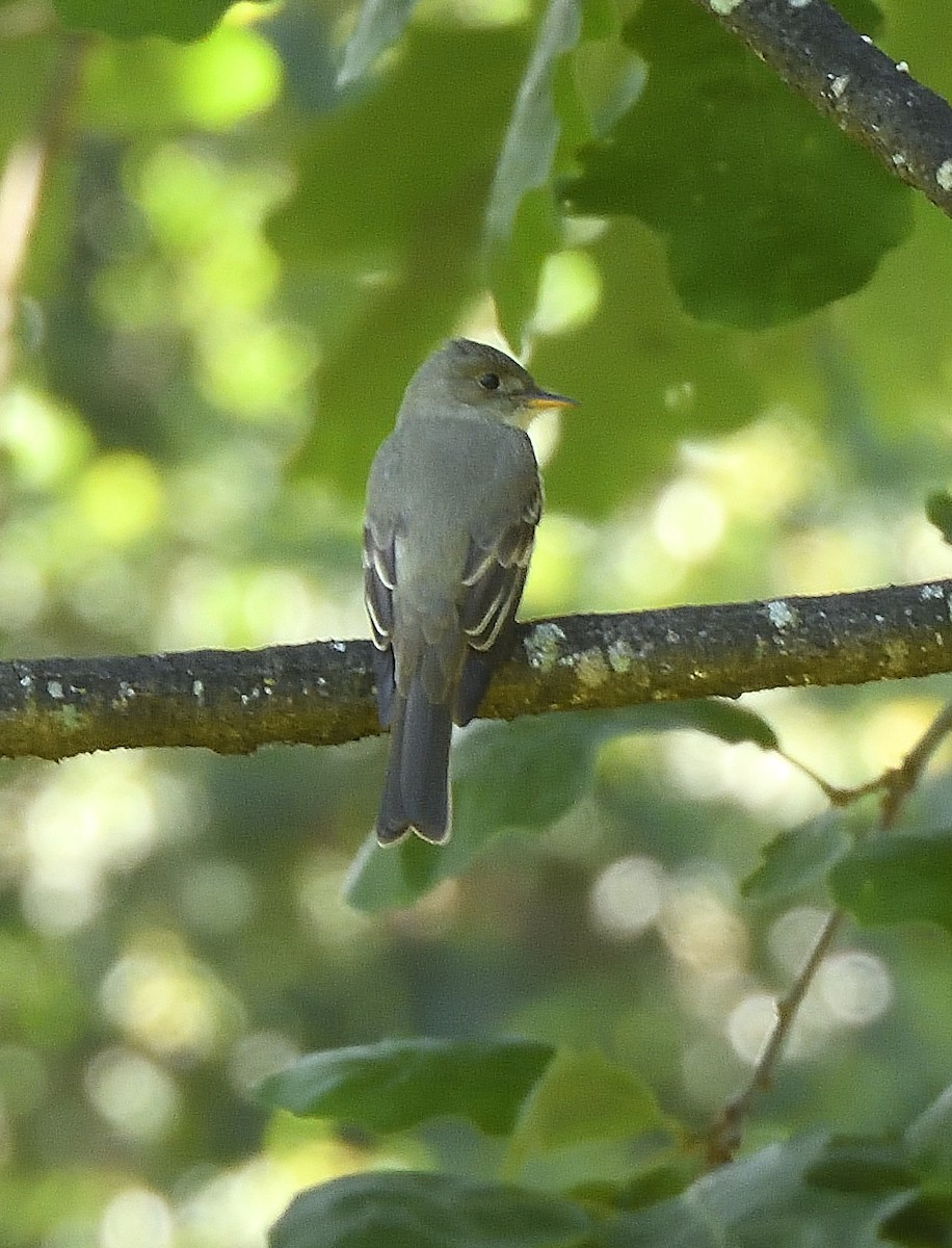 Eastern Wood-Pewee - ML637503924
