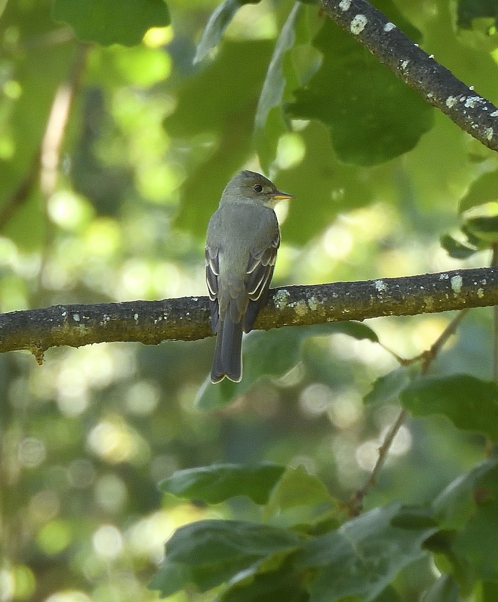 Eastern Wood-Pewee - ML637503925