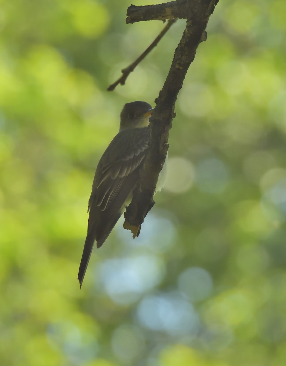 Eastern Wood-Pewee - ML637503926