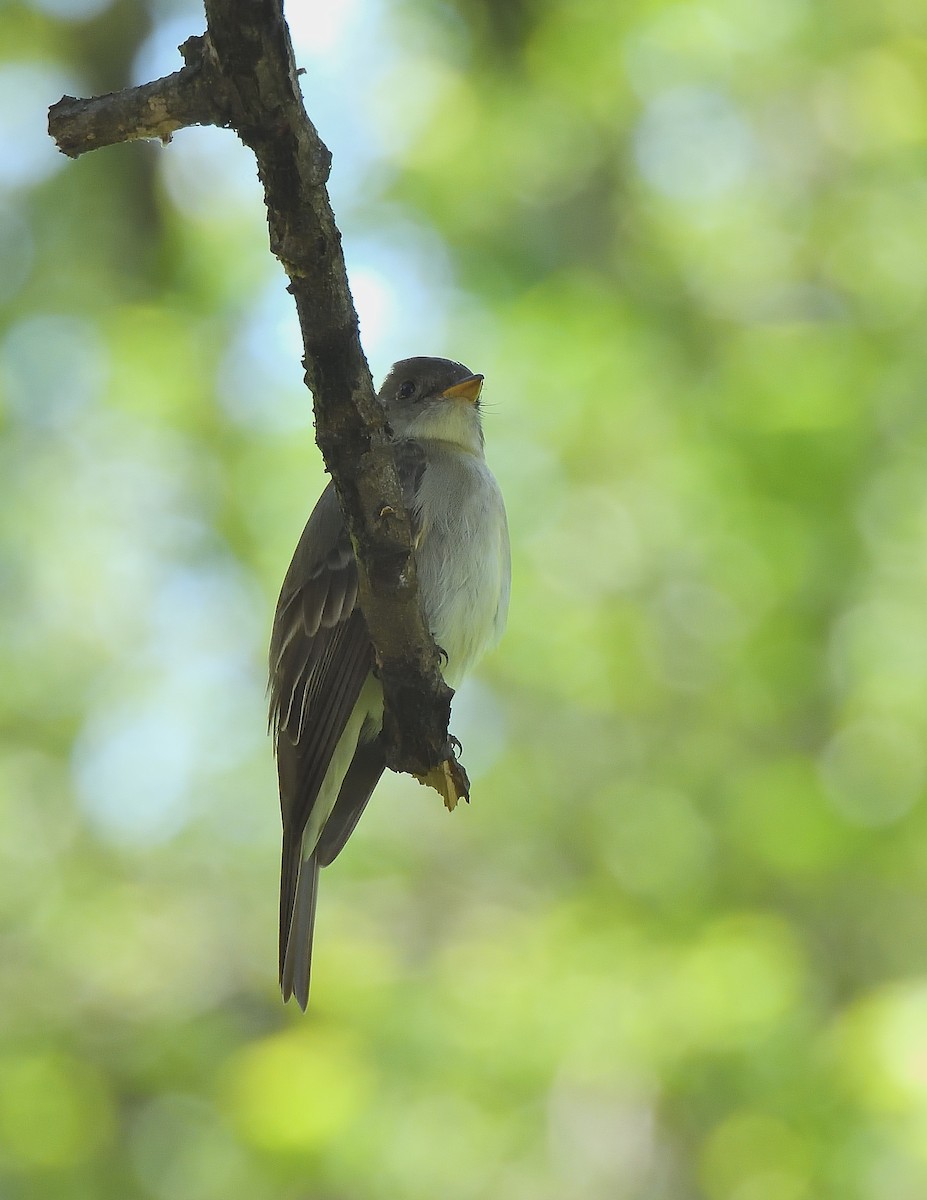 Eastern Wood-Pewee - ML637503927