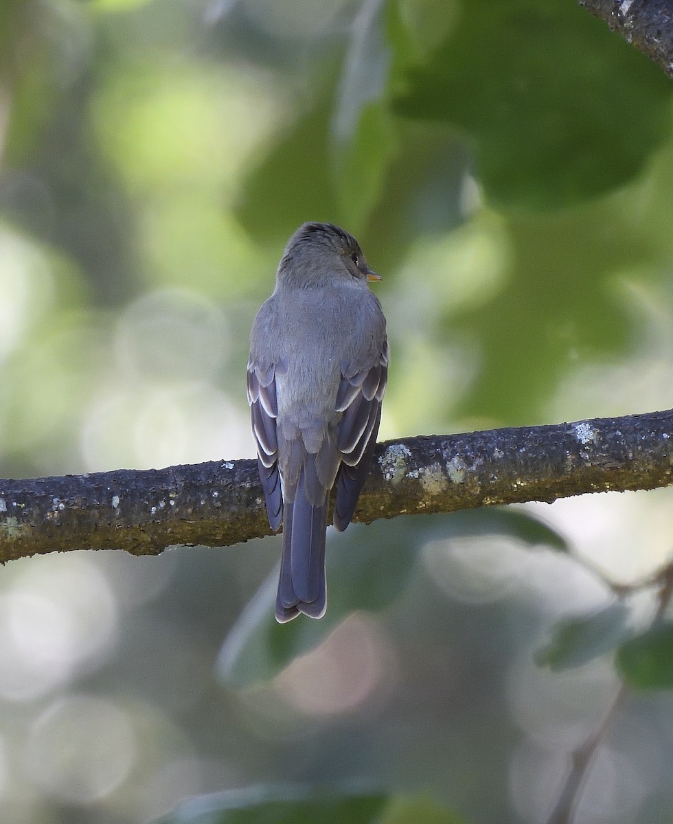 Eastern Wood-Pewee - ML637503928