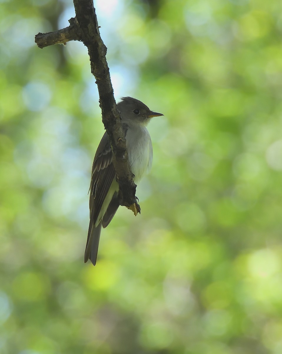 Eastern Wood-Pewee - ML637503929