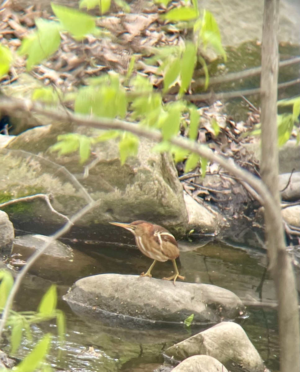 Least Bittern - ML637503963