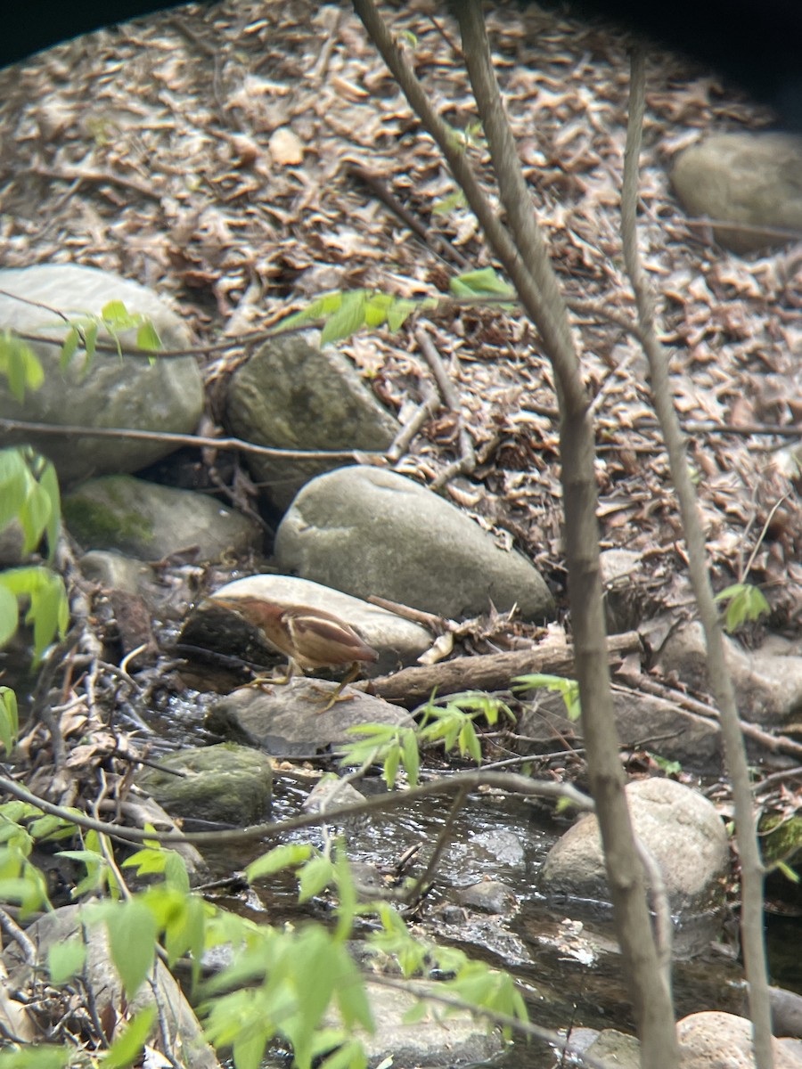 Least Bittern - ML637503964