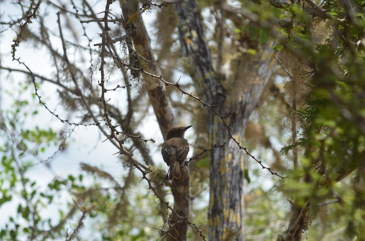 Galapagos Flycatcher - ML637503970
