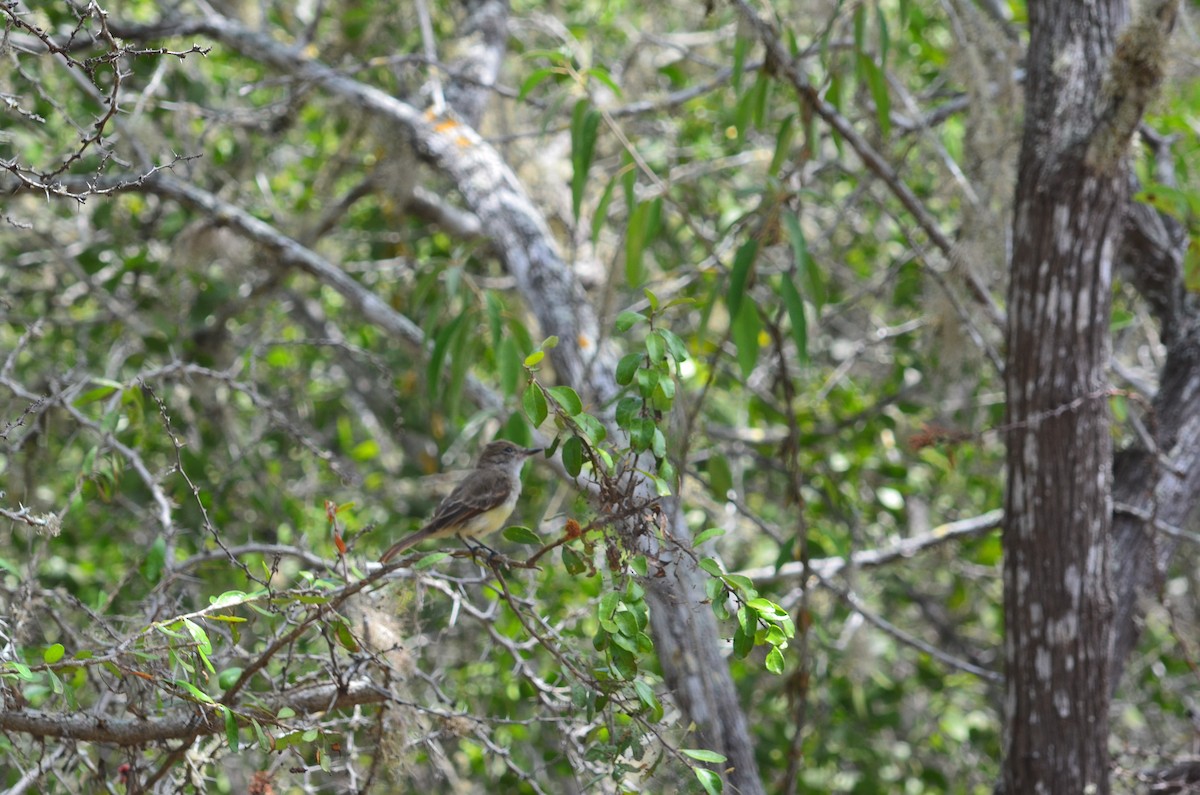 Galapagos Flycatcher - ML637503971