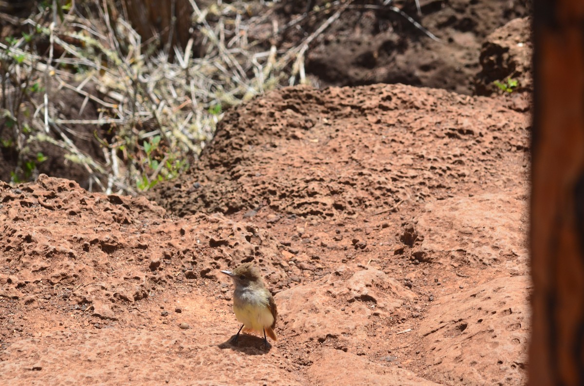 Galapagos Flycatcher - ML637503972