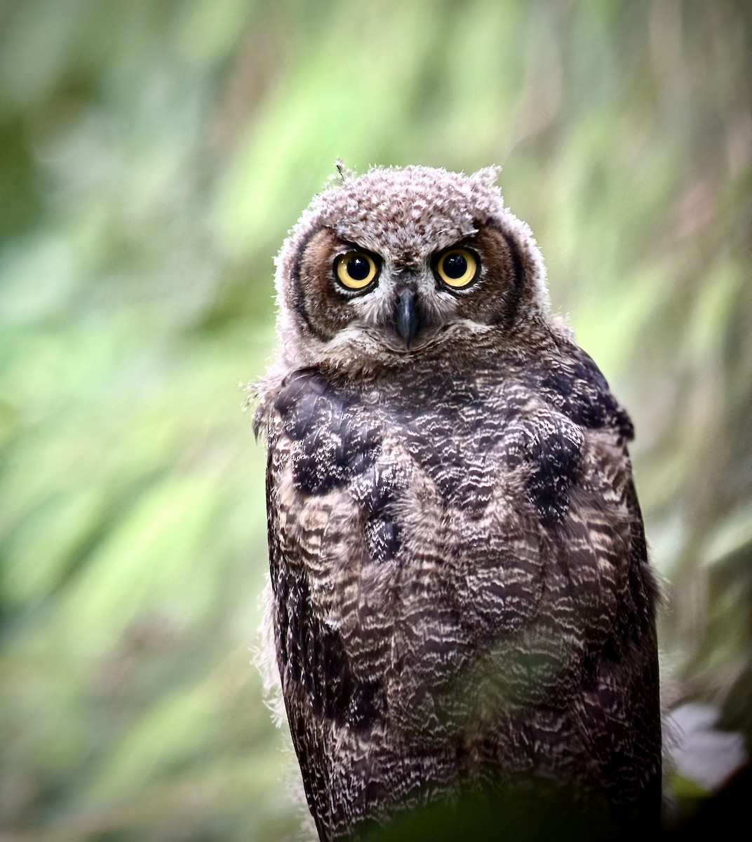Great Horned Owl - ML637504042