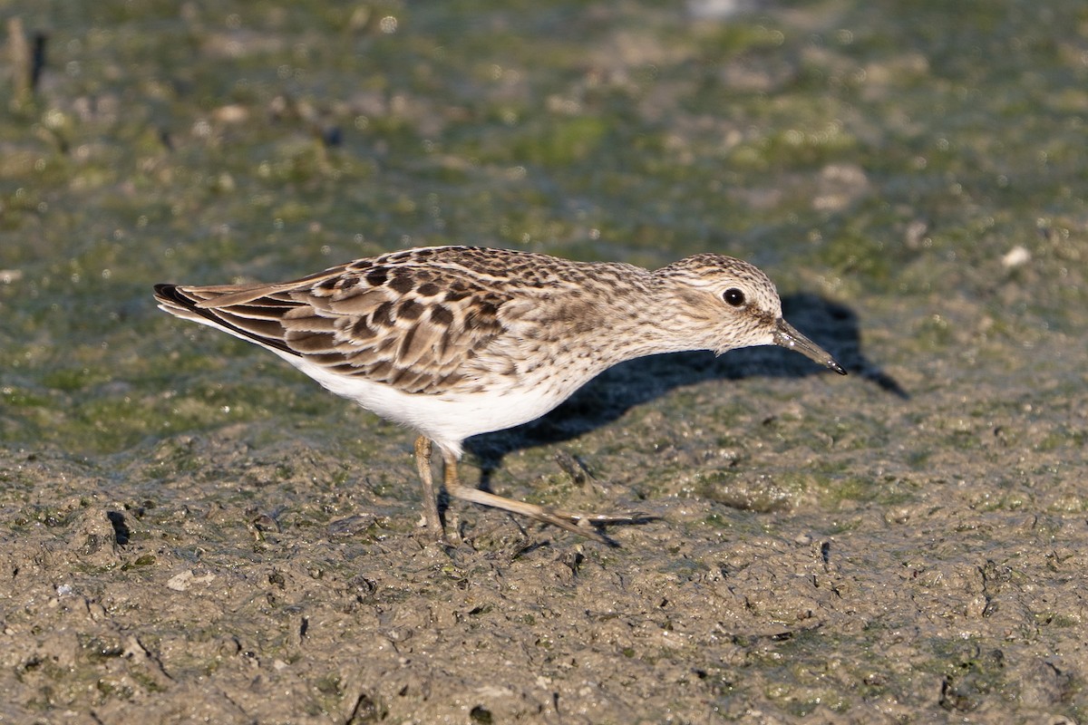 Least Sandpiper - ML637504045