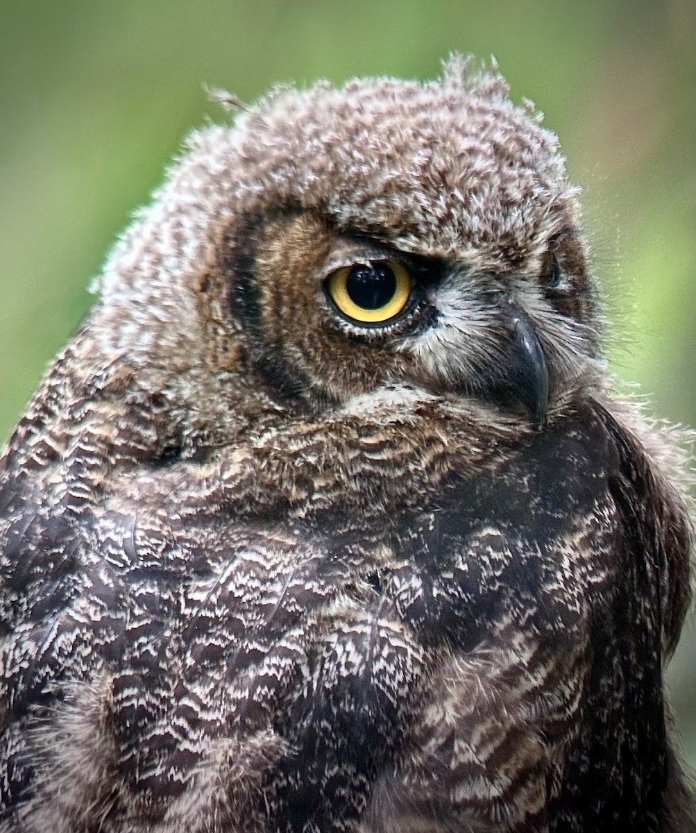 Great Horned Owl - ML637504057