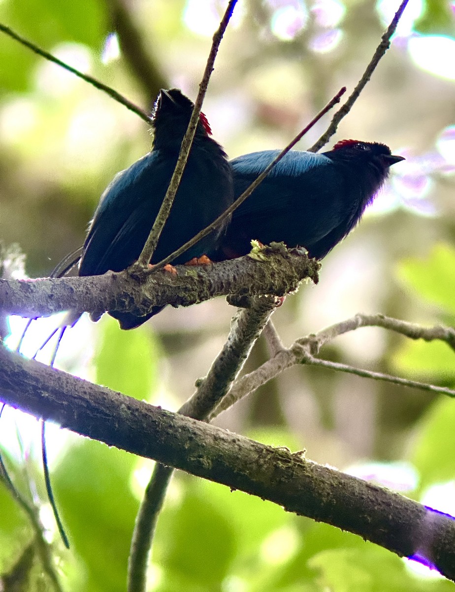 Long-tailed Manakin - ML637504091