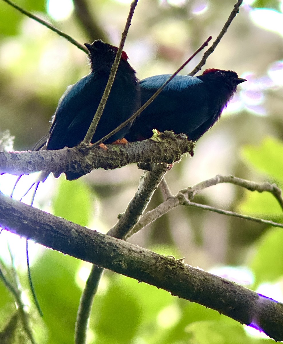 Long-tailed Manakin - ML637504092