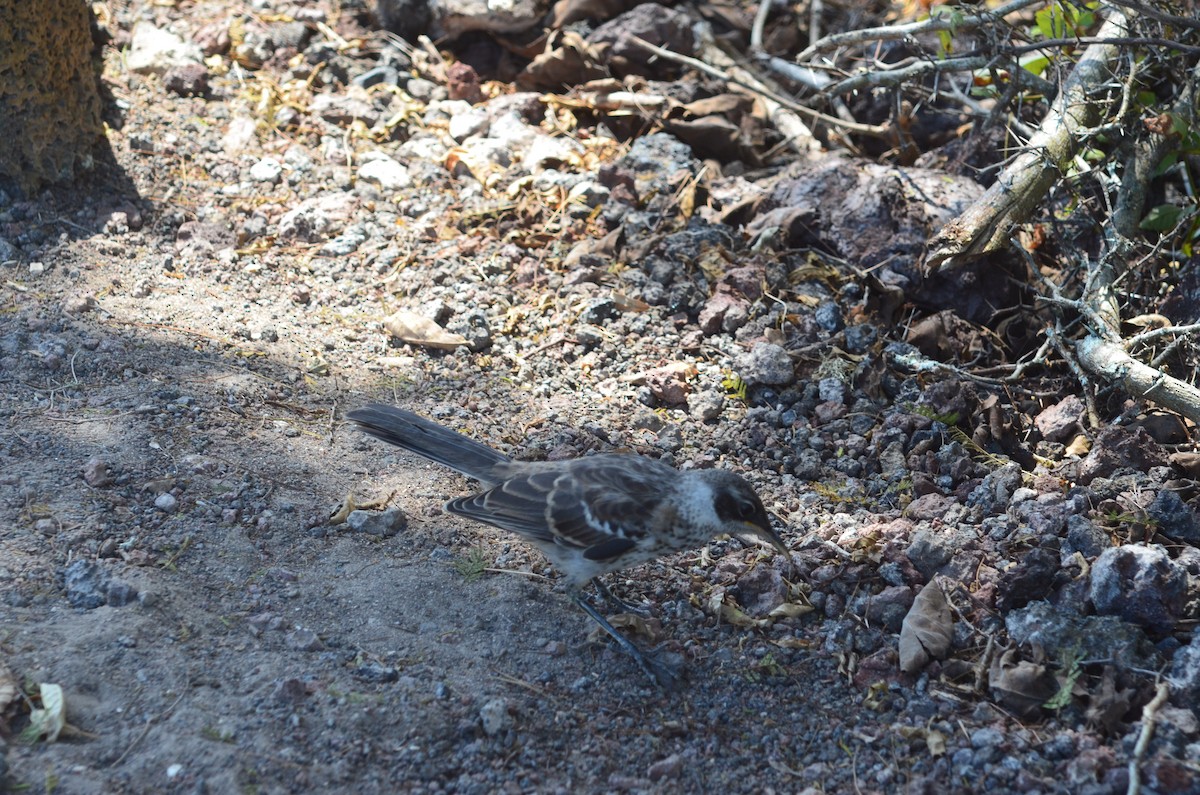 Galapagos Mockingbird - ML637504106