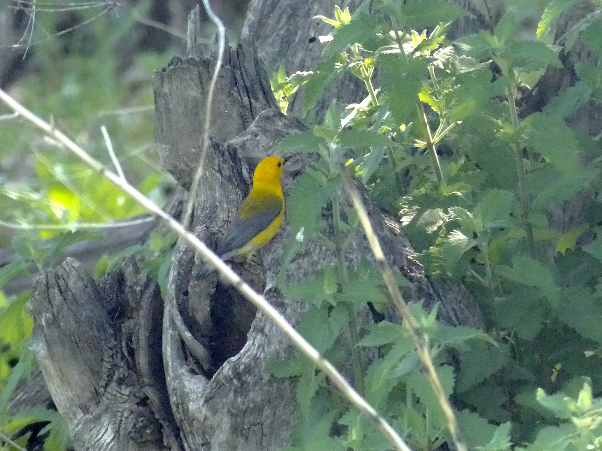 Prothonotary Warbler - ML637504117