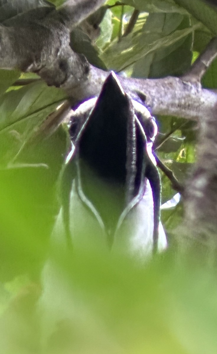 Three-wattled Bellbird - ML637504120