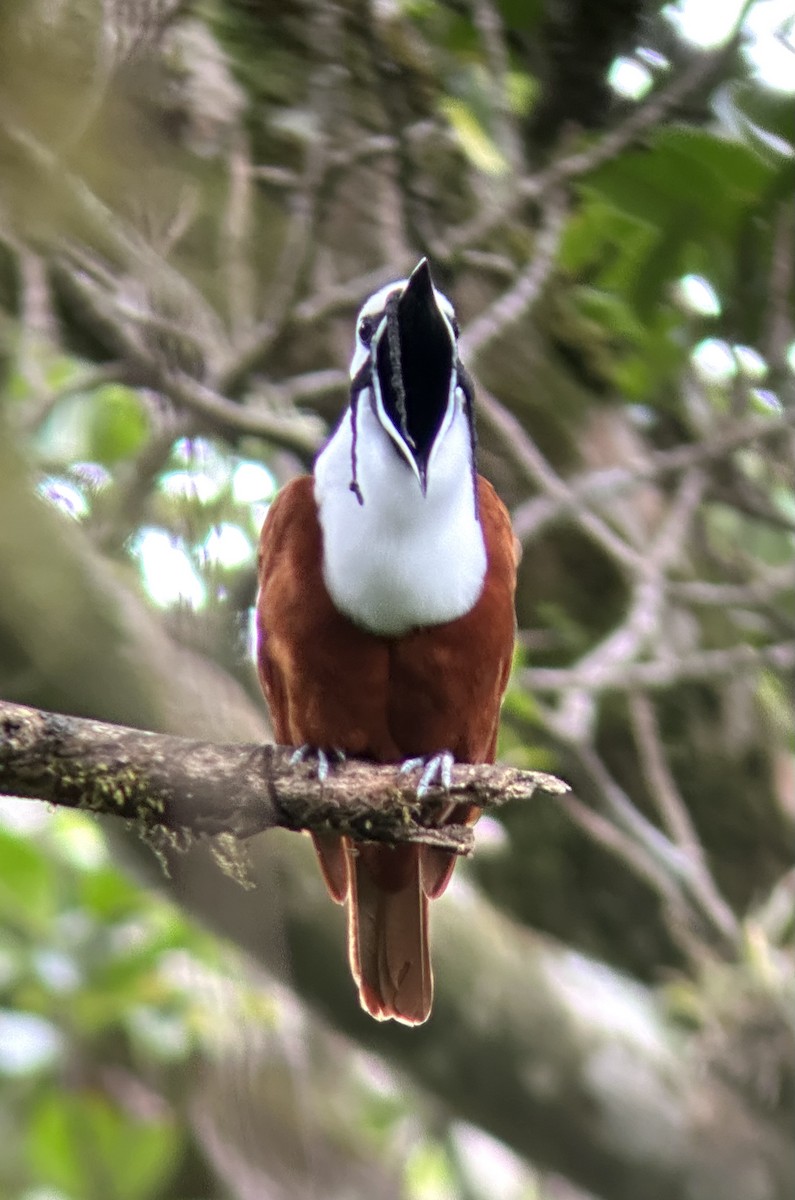 Three-wattled Bellbird - ML637504121