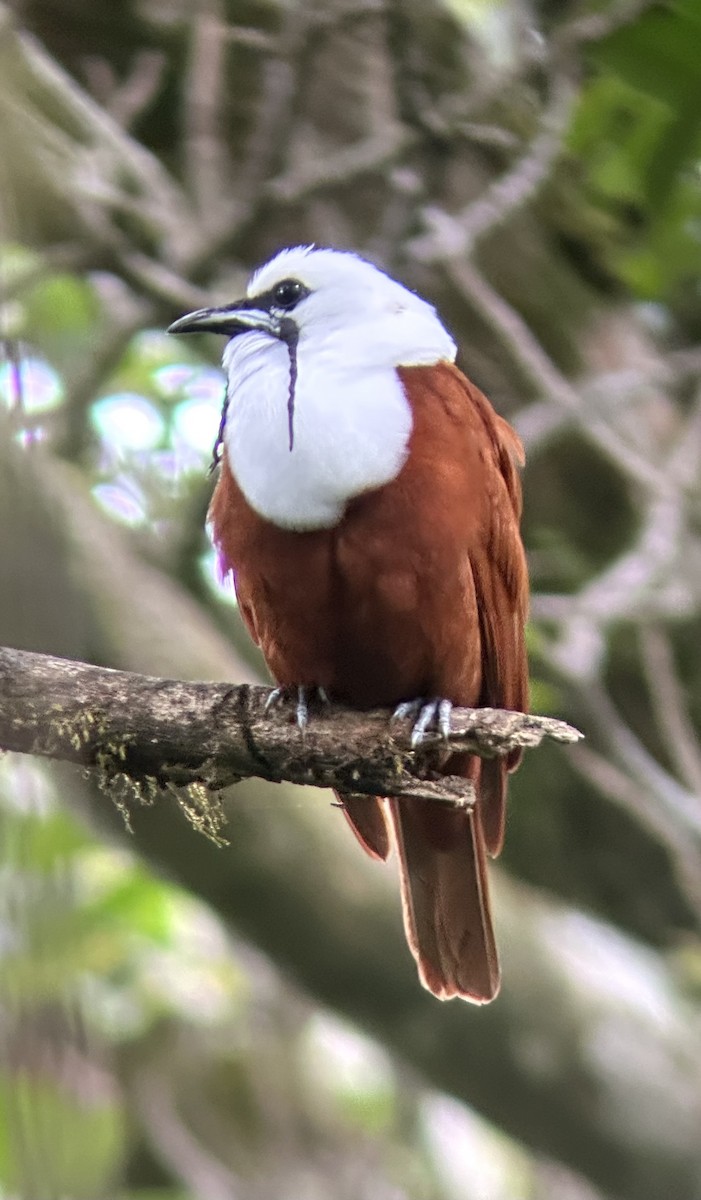 Three-wattled Bellbird - ML637504122
